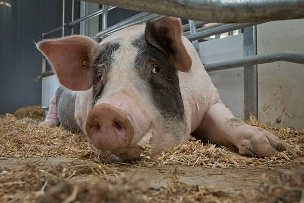 istock Pig breeding in modern stables in the Netherlands 2232515683