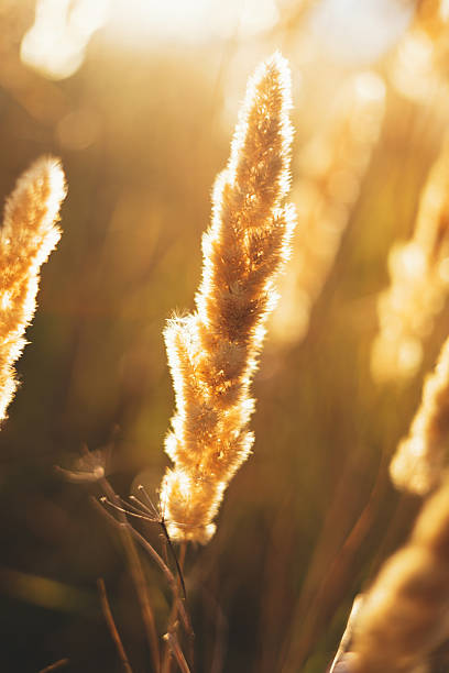 istock Fluffy ears of corn at sunset 2232515748