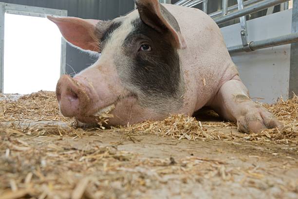 istock Pig breeding in modern stables in the Netherlands 2232515834