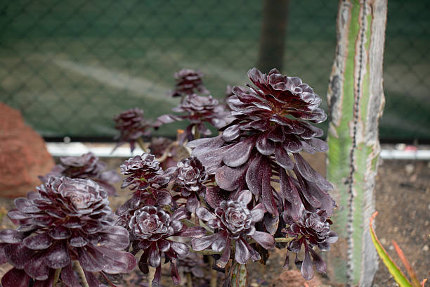 A view of a succulent called Giant Red Aeonium.