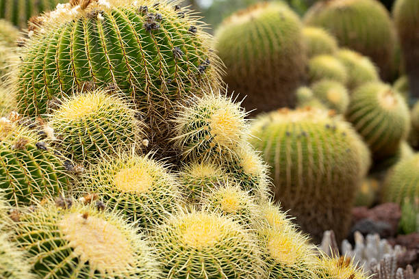 istock golden barrel garden 2232521399