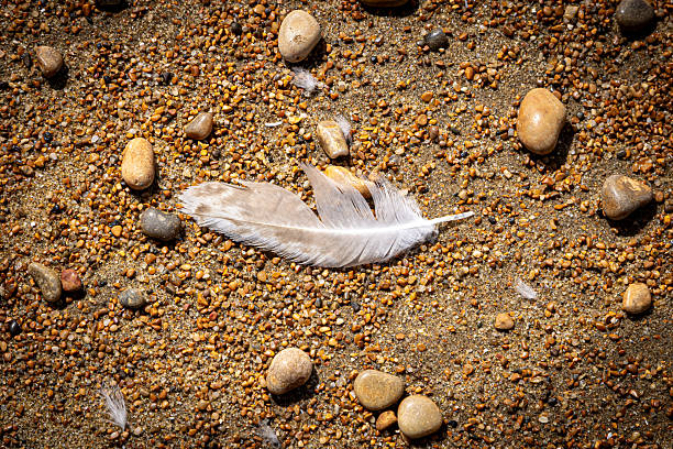 Looking down at a feather on a beach, on a sunny summer's day