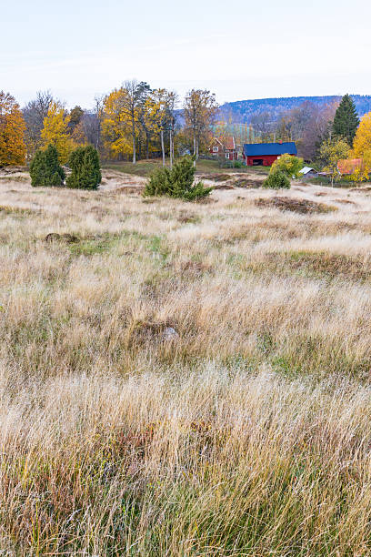 View at a grass meadow in autumn
