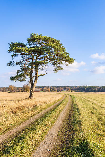 istock Single pine tree by a dirt road in a rural landscape 2232521516