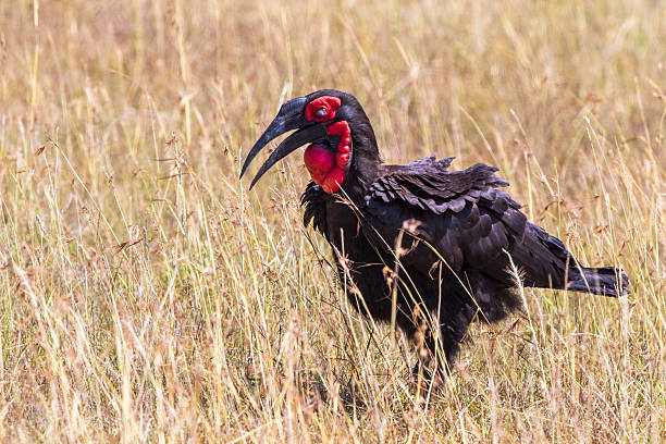 istock Southern ground hornbill bird on the savanna 2232521807