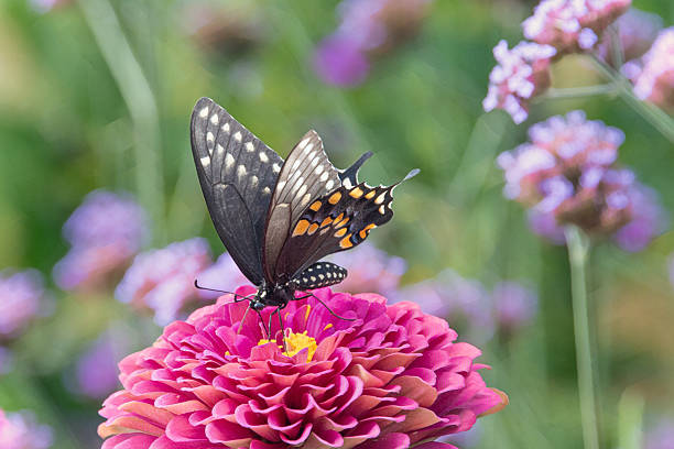 istock Butterfly-Black Swallowtail -Howard County, Indiana 2232522040