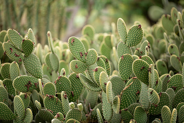 istock bunny ears cactus plant 2232522286