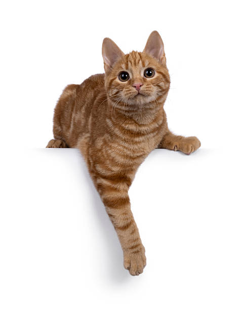 istock European Shorthair cat on white background 2232524580