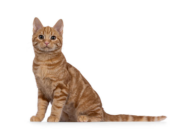 istock European Shorthair cat on white background 2232524609