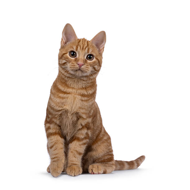 istock European Shorthair cat on white background 2232524618