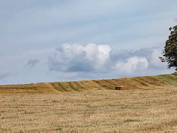Hill Of Harvested Wheat.