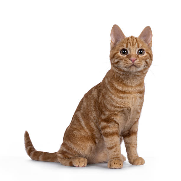 istock European Shorthair cat on white background 2232524675