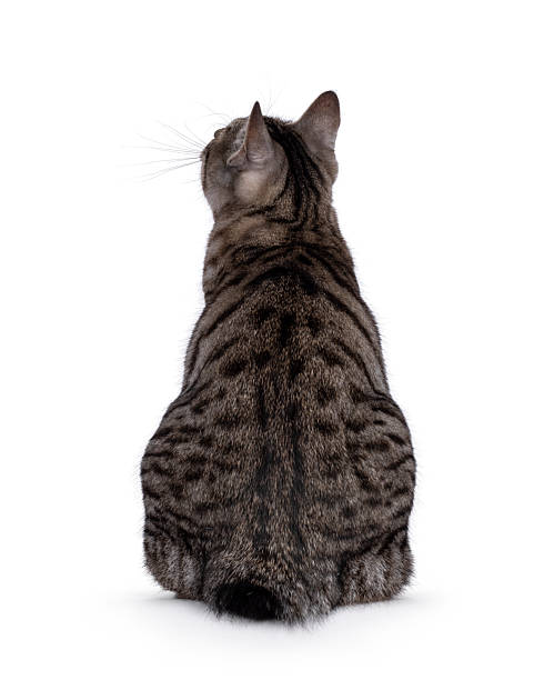istock Kurilian Bobtail cat on white 2232524736