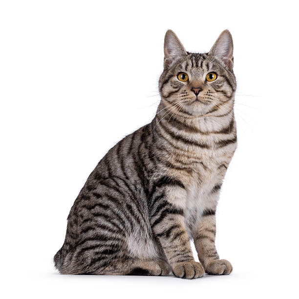 istock Kurilian Bobtail cat on white 2232524744