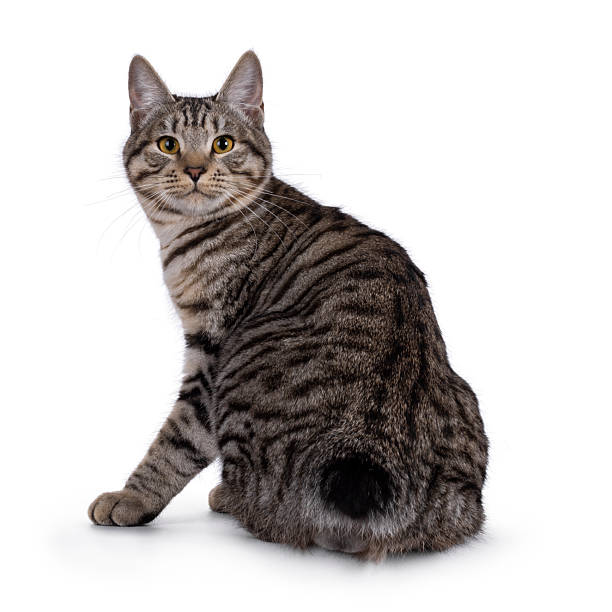 istock Kurilian Bobtail cat on white 2232524763