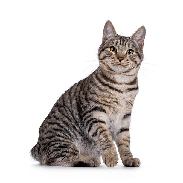 istock Kurilian Bobtail cat on white 2232524788