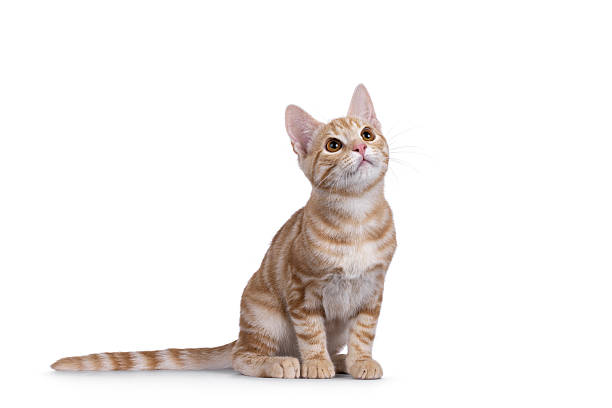 istock European Shorthair cat on white background 2232524977