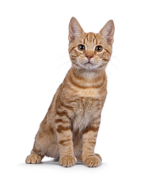 istock European Shorthair cat on white background 2232525020