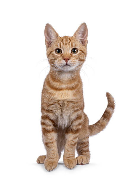 istock European Shorthair cat on white background 2232525048