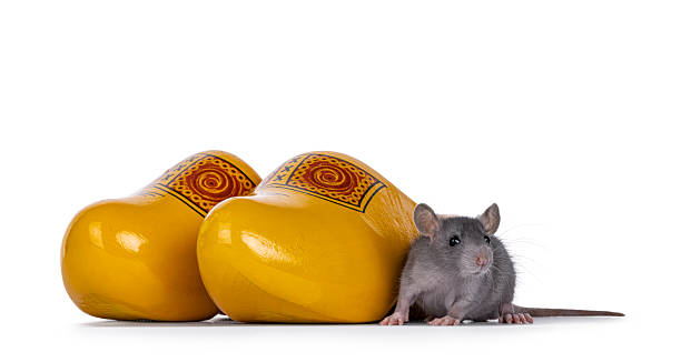 Cute little blue rat sitting beside typical Dutch yellow wooden shoes. Isolated on a white background.
