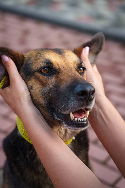 istock Medium Sized Dog with Yellow Collar in City Setting 2232525484