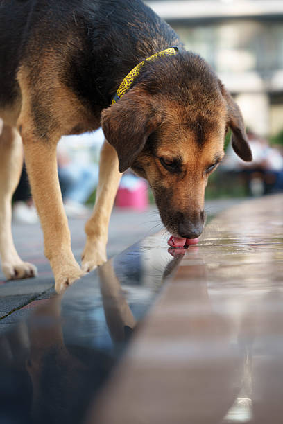 Medium Sized Dog with Yellow Collar in City Setting. High quality photo