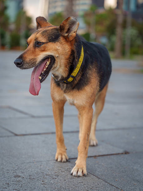 istock Medium Sized Dog with Yellow Collar in City Setting 2232525734