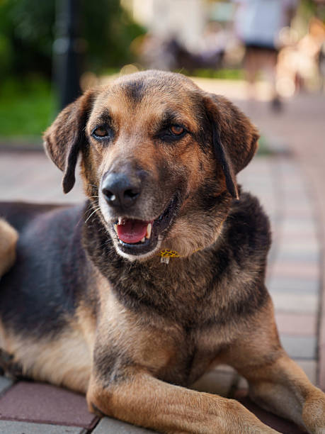 istock Medium Sized Dog with Yellow Collar in City Setting 2232526523