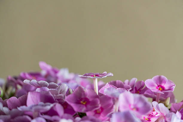 Close-up of vivid pink and purple flowers with delicate petals and yellow stamens, creating a lush, colorful background perfect for botanical or decorative use