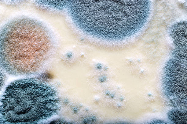 Detailed macro shot highlighting the texture and patterns of natural mold growth on a surface. Showcase of biological organisms and their intricate microstructures in varied hues and formations.