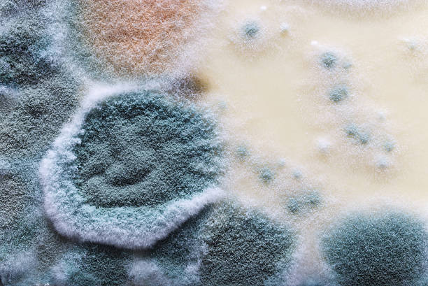istock Close-Up View of Vibrant Mold Texture on Organic Surface 2232526877