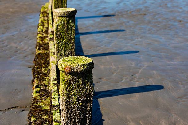 istock Sea life attached to coastal structures. 2232529522