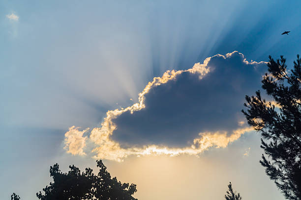 Landscape of blue sky with large dense cloud covered sun, along edges contrasting rays of light diverge and shine through contour with warm yellow light. In foreground there are trees, bird is flying.