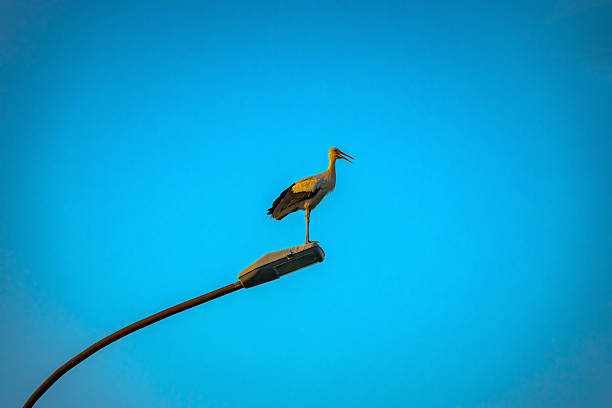 istock Stork standing on traffic street lamp 2232531998