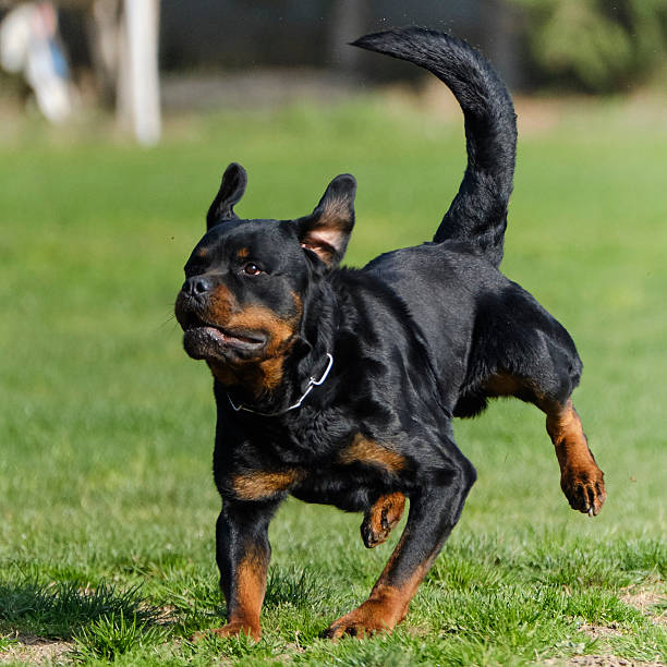 istock Rottweiler dog in action. 2232532479