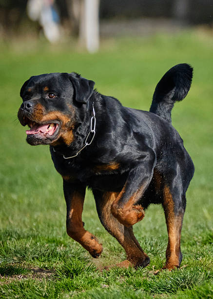 istock Rottweiler dog in action. 2232532504
