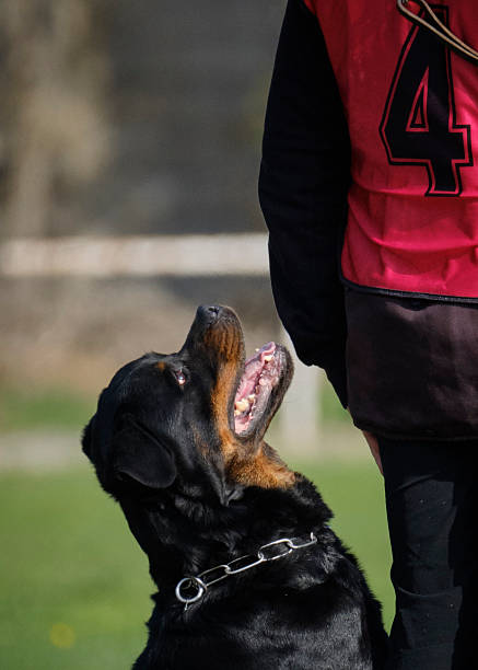 Large rottweiler type dog drags its master towards whatever it wishes to reach, whilst the owner tries to pull against it...and fails!