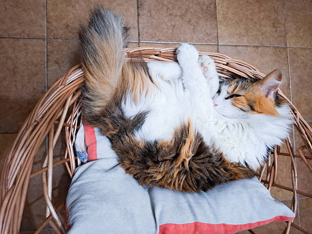 Cat rounds in basket and sleeps