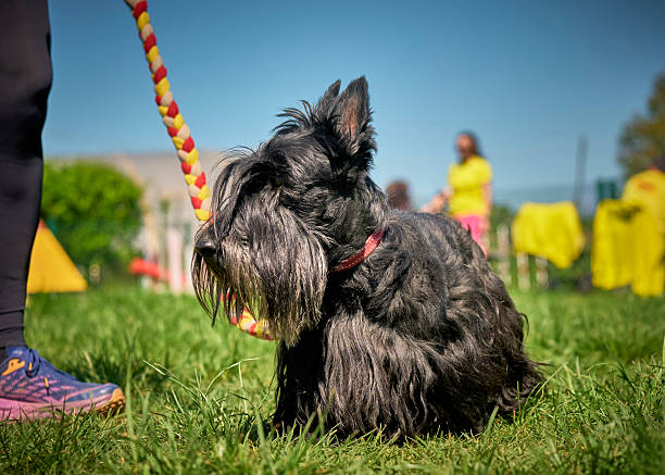 istock Schnauzer dog in action. Long-whiskered dog 2232533839