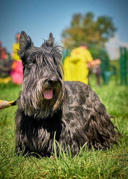istock Schnauzer dog in action. Long-whiskered dog 2232533847