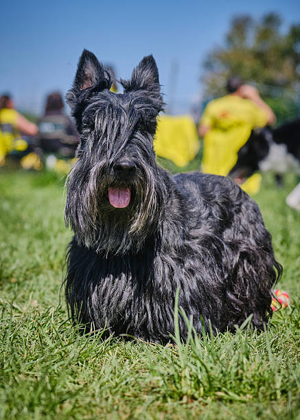 istock Schnauzer dog in action. Long-whiskered dog 2232533872