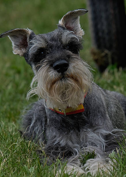 istock Schnauzer dog in action. Long-whiskered dog 2232534296