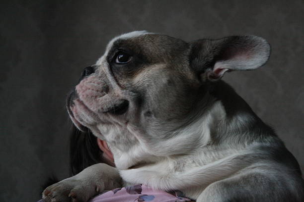 A three-year-old  french/english bulldog peering out the window as he sits on the top of a couch. Shot with a Canon 5D Mark IV.
