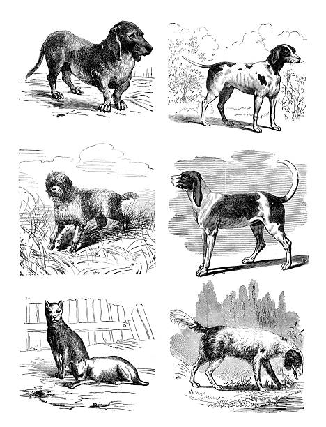 istock Antique engraving woodcut illustration: Dogs 2232538604