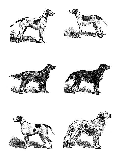 Antique engraving woodcut illustration: Dogs