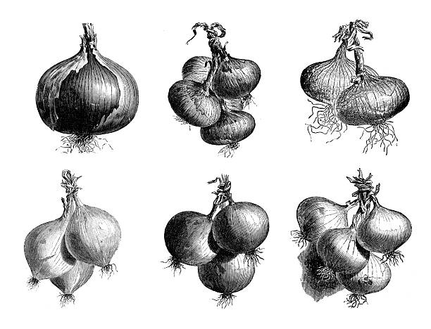 Antique engraving woodcut illustration: Onions