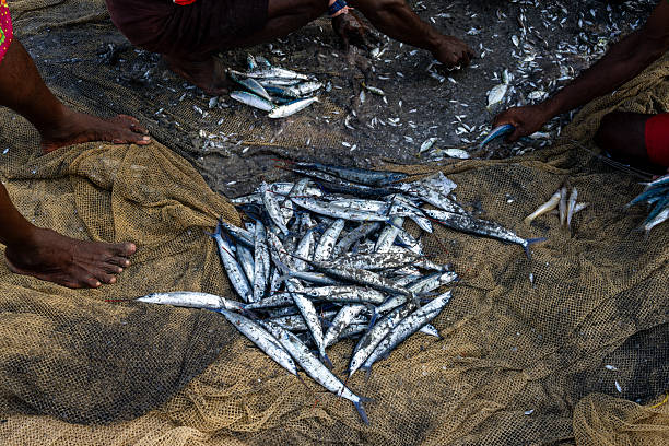 istock Fishermen sorting fresh fish catch on the beach in Kerala 2232539527