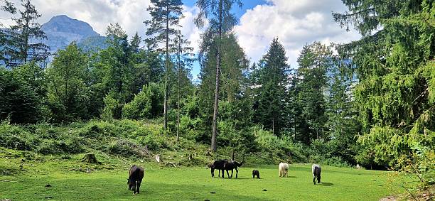 istock Horses in the forest 2232540934