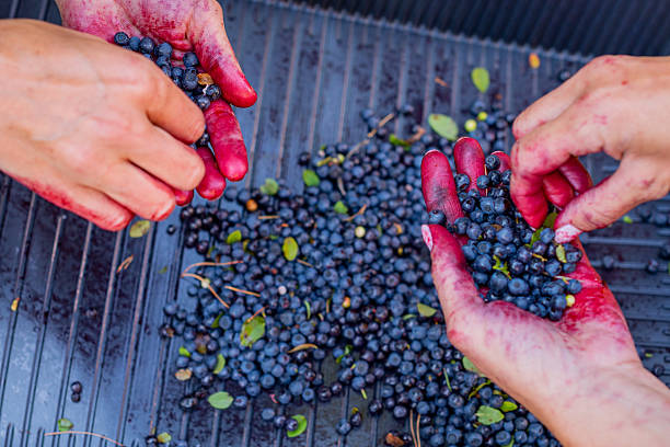 People hands selecting freshly harvested deep blue forest berries.