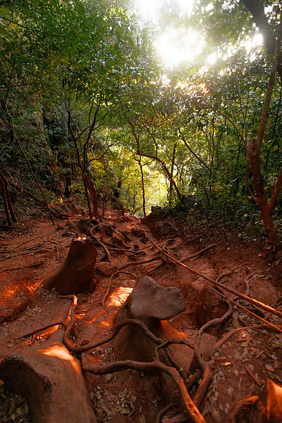 istock A winding forest path reveals earthy tones with sun rays filtering through the canopy, highlighting exposed tree roots and smooth stones in a tranquil natural setting during late afternoon 2232542818